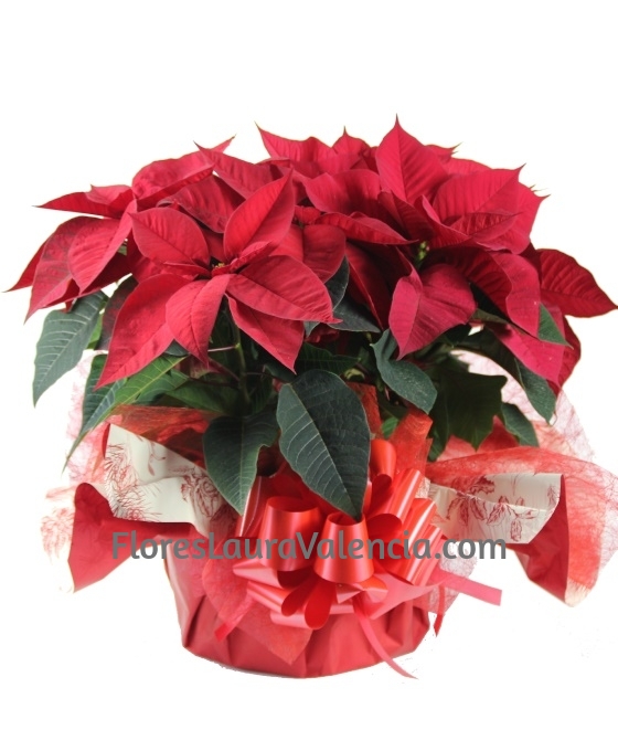 Composición flores de Navidad