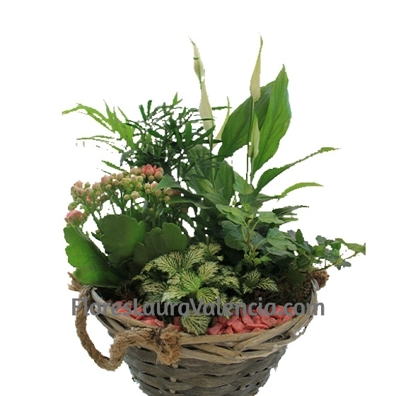Cesta de plantas