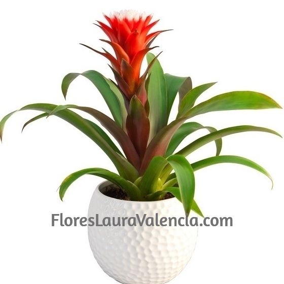 Planta Guzmania con cerámica