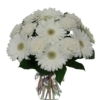 Ramo blanco