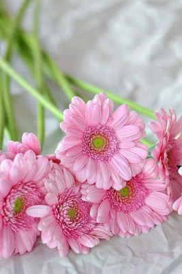 Comprar Flores Online, Ramos de Flores para Valencia, Flores para Regalar, Flores para Valencia, Envíos Florales Urgentes a Valencia, Floristería en Valencia