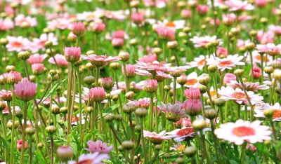 Ramo Flores Suiza, Flores para Valencia, Floristería Online, Arreglos Florales, Ramos de Flores Elegantes, Floristería Flores Laura