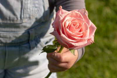 Rosas rosa