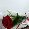 Rosa Sant Jordi