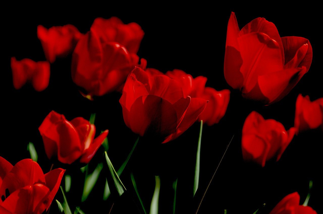 enviar rosas Rosas de regalo, rosas para enamorados, ramo rosas a domicilio, rosas de San Valentín, rosas de San Jordi, flores para una novia