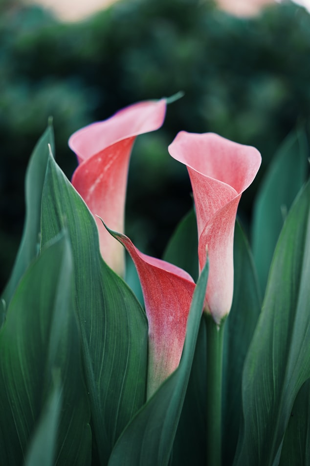 plantas urgentes enviar plantas de regalo, plantas de regalo a domicilio, floristería online, plantas bonitas para regalar, floristería España, floristería internacional