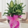Planta Dieffenbachia ideal para regalo