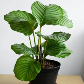 Plantas naturales y decorativas en Quart de Poblet